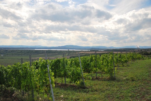 Pohled z vičické vinice